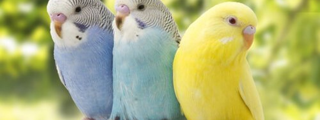 Evde Kuş Nasıl Bakılır